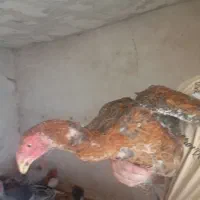 مرغ و خروس همه نوع|حیوانات مزرعه|اسالم, |دیوار