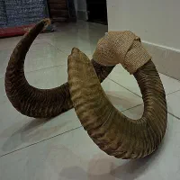 شاخ قوچ