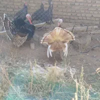 بوقلمون نر چاق چاق چاق|حیوانات مزرعه|مرند, |دیوار