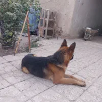 واگذاری ی قلاده ژرمن|سگ|شاهرود, |دیوار