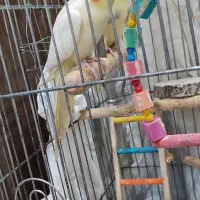 عروس هلندی جفت نر و ماده|پرنده|بندر انزلی, نیمه شعبان|دیوار