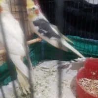 پرنده عروس هلندی|پرنده|رشت, رودباری|دیوار