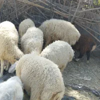 بره نر|حیوانات مزرعه|جیرفت, |دیوار