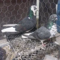 کبوتر نروماده پرشی