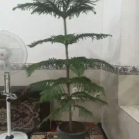 گل کاج مطبق|گل و گیاه طبیعی|مهران (ایلام), |دیوار