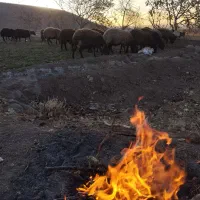 بره ماده هترو