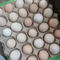 تخم مرغ|خوردنی و آشامیدنی|نیشابور, کوی حسینی|دیوار