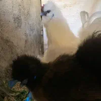 نیازغال فوری