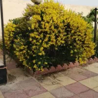 همراه با بچه