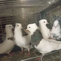 6تا کفتر طوقی