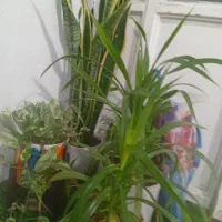 گل های خانگی