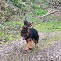 ژرمن،پیتبول|سگ|لوندویل, |دیوار