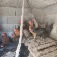 مرغ تخم گزار|حیوانات مزرعه|مبارکه, |دیوار