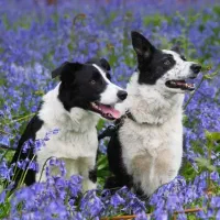 مربی سگ / آموزش سگ / تربیت سگ