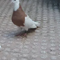 کفتر