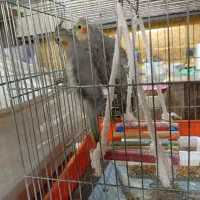 عروس هلندی|پرنده|شاهدشهر, |دیوار