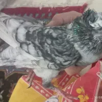 کبوتر