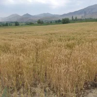 گندم|عمدهفروشی|خوی, |دیوار