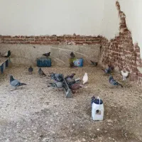 کبوتر پلاکی بو جوجه پلاکی