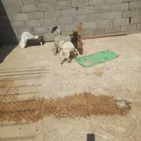 ۴ عدد بیگ ماده