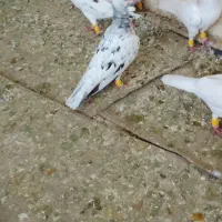 سار سورنج کاکل