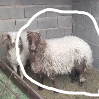 بره قوچ نژاد دار ودمبه دار