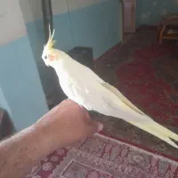 عروس هلندی یک ساله دستی و وحشی .|پرنده|باغ بهادران, |دیوار