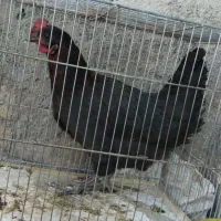 یک مرغ سیاه تخم گذار دورگه