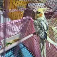 عروس هلندی نر اهلی