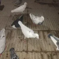 کفتر شهرستانی تیپی