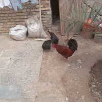 یک خوروس دوتا مورغ