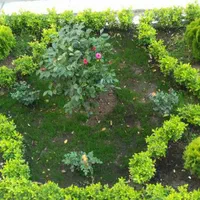 خدمات باغبانی.هرس.استخر.محوطه‌سازی.|خدمات باغبانی و درختکاری|رباط‌کریم, رباط‌کریم|دیوار