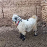 فروش بزغاله بره میش قوچ بزدوبر