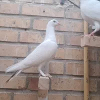 جوجه کفتر
