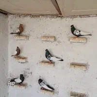 کبوتر رنگی