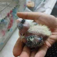 عروس هلندی نر سخنگو|پرنده|اصفهان, فیض|دیوار