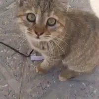 واگذاری گربه ی DSH زیبا