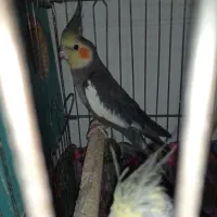 عروس هلندی|پرنده|مشکیندشت, |دیوار