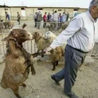 جواز تاسیس فعالیت های کشاورزی دامپروری