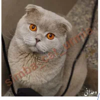 سیمبا خان تحویل به شرط عقیم سازی|گربه|ارومیه, |دیوار