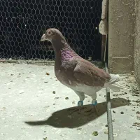 دورگ صید پرشی|پرنده|بجنورد, |دیوار