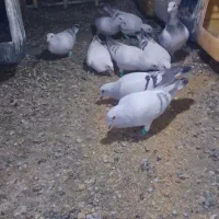 کفتر گمشده کرمونی تربت حیدریه