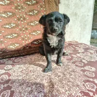 سگ دورگه باهوش|سگ|گرگان, |دیوار