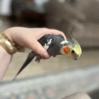 پرنده گمشده|حیوانات|ماسال, |دیوار