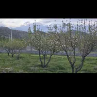 باغ در سی سخت