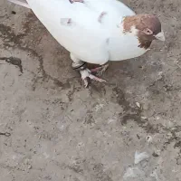 کبوتر تهرانی|پرنده|پاکدشت, پاکدشت (مامازند)|دیوار