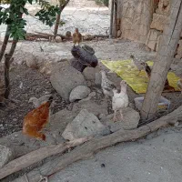 فروش جوجه محلی|حیوانات مزرعه|چرام, |دیوار