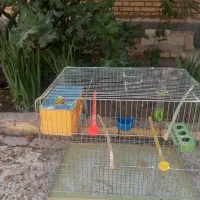 فروش یک جفت مرغ عشق باقفس