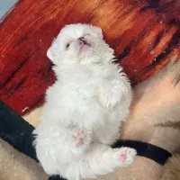 سگ دوماهه شیترو پامر|سگ|اصفهان, سپاهانشهر|دیوار