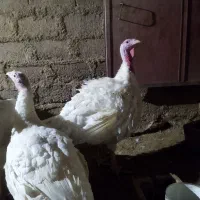 فروش بوقلمون محلی زنده یا کشتار|حیوانات مزرعه|آباده, |دیوار